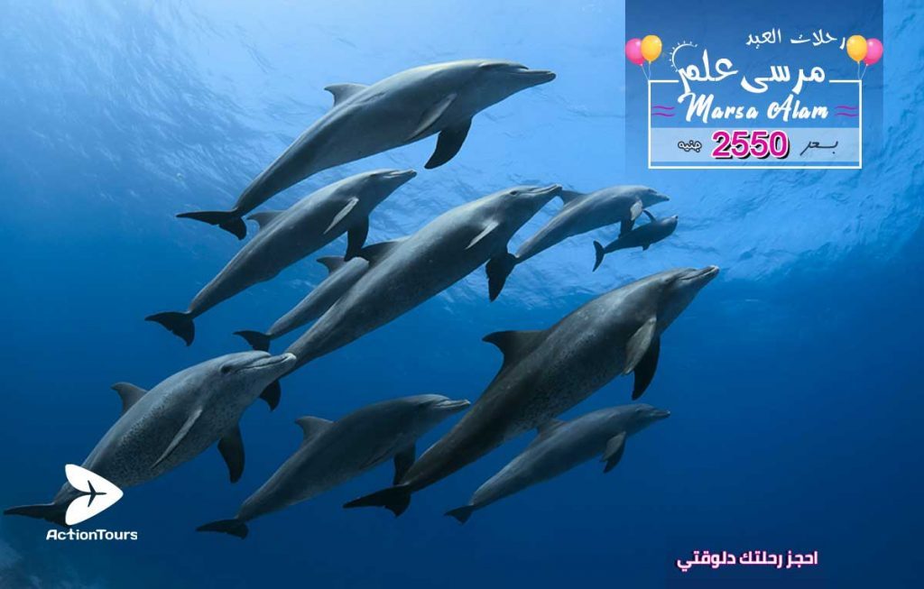 Dolphins